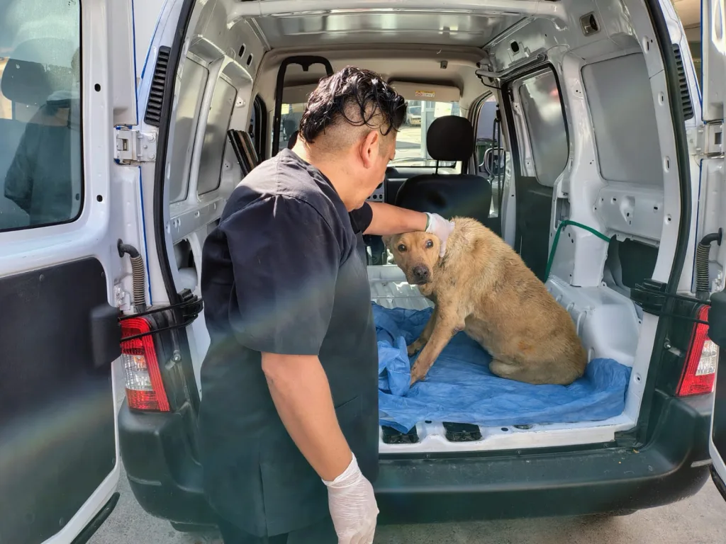 Video: Rescataron a una perrita abandonada dentro del canal Esteco
