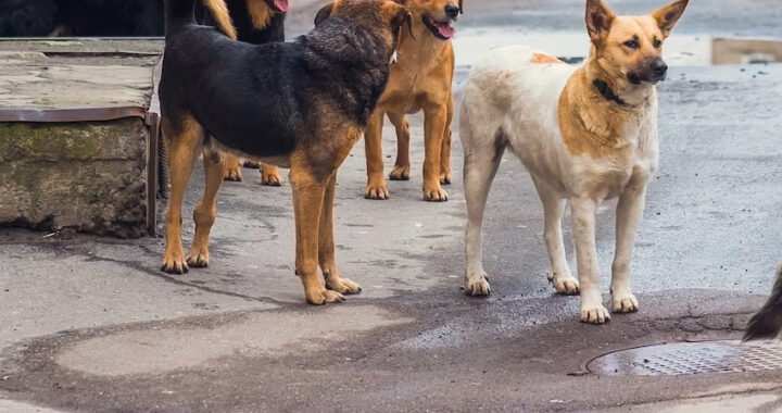 Día internacional de los animales callejeros: cual es el reclamo en Salta