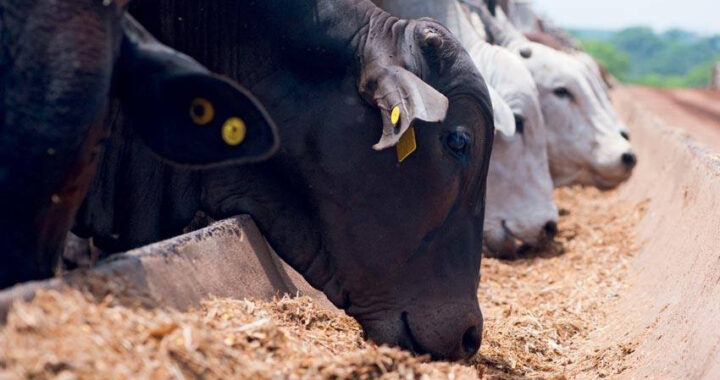Asado importado: crecen las compras de carne y alimentos desde Brasil