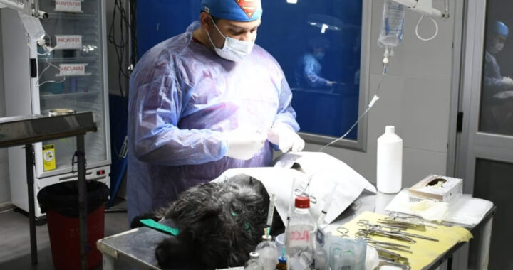 Bienestar animal: la Municipalidad realizó más de 60 mil intervenciones en lo que va del año