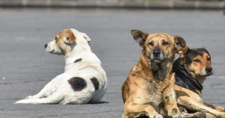 Más de 400 personas fueron mordidas por perros en Salta en el primer semestre
