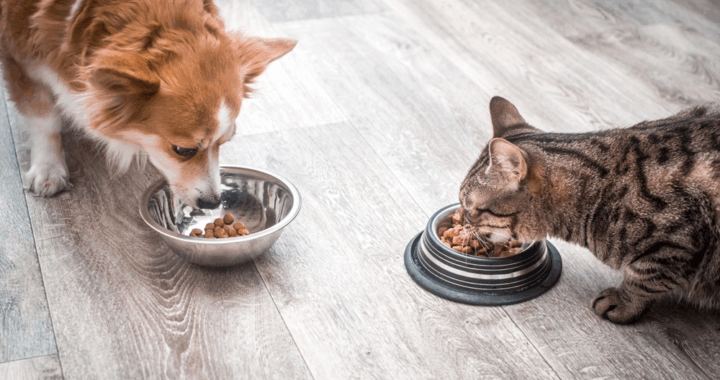 Habrá un taller gratuito sobre alimentación para los animales de compañía