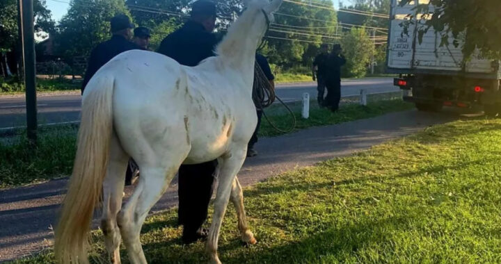 En Salta se aplican severas sanciones a propietarios de animales sueltos en la vía pública