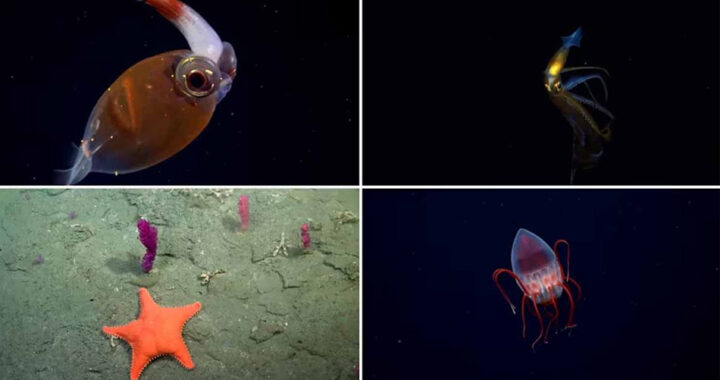 El Conicet cerró su histórica exploración submarina con un mensaje a 4.000 metros de profundidad