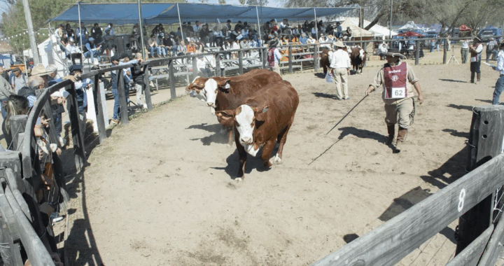 El Gobierno Provincial acompañó la apertura de la 81° Expo Rural Salteña con medidas de apoyo al sector