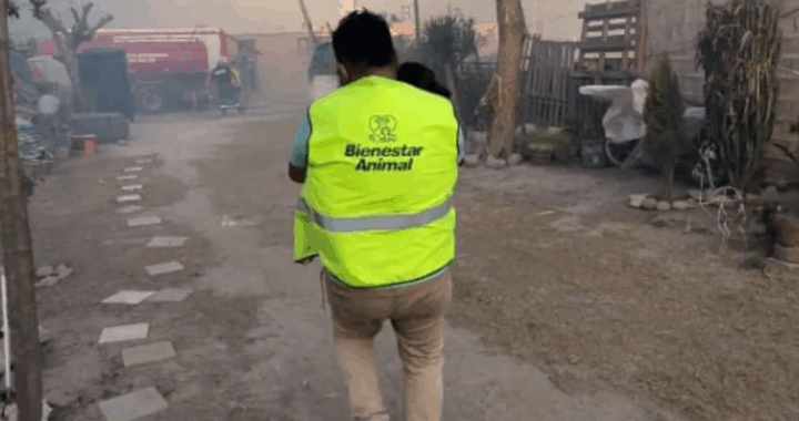 Rescataron 15 animales entre perros y gatos de los incendios