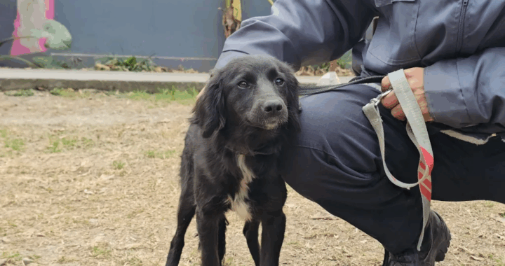 Perritas rescatadas de un incendio serán dadas en adopción