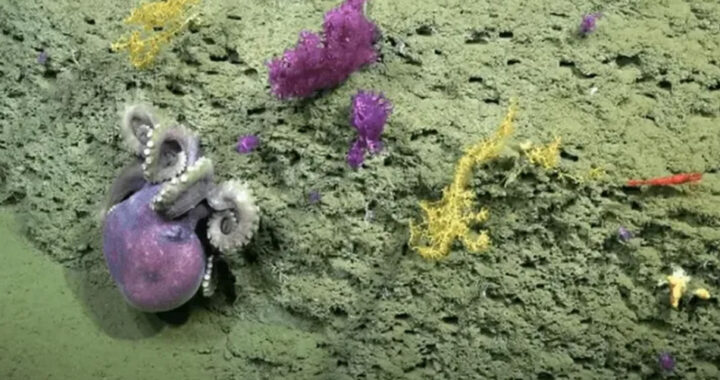 De las profundidades a tu compu: llega el álbum digital “Observación en el mar”