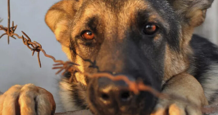 Justicia condena a dos hermanos por matar a un perro en Orán