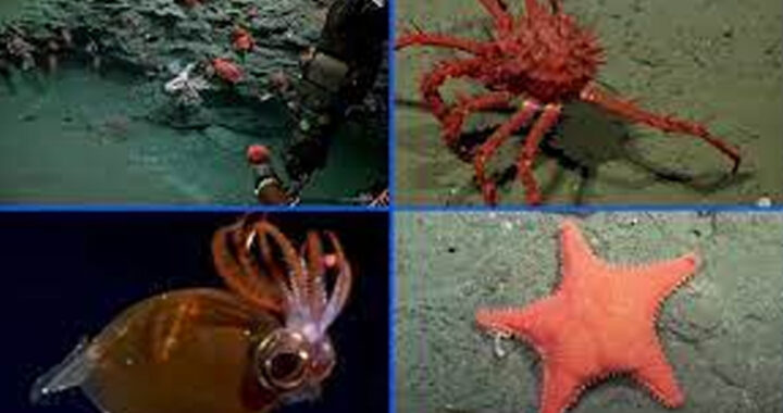 Nueva expedición científica explorará cañones submarinos en el Mar Argentino