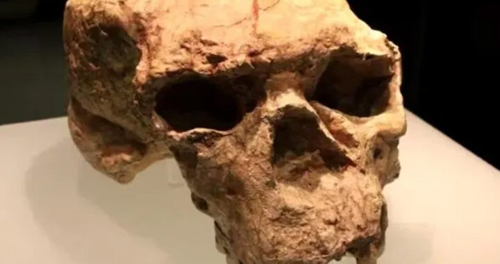 Un cráneo hallado de más de un millón de años en China reescribe la historia de los orígenes humanos