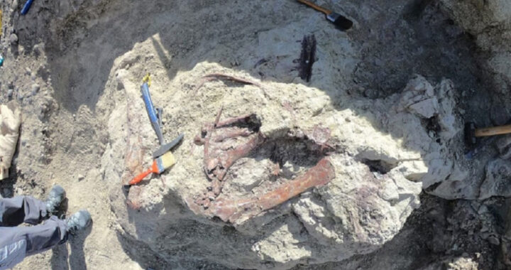 Impactante hallazgo en la Patagonia: un dinosaurio apareció con restos de cocodrilo