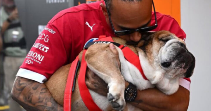 El mensaje conmovedor de Hamilton por la muerte de su perro
