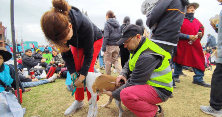 Bienestar Animal: identifican a perros callejeros que se sumen a las peregrinaciones
