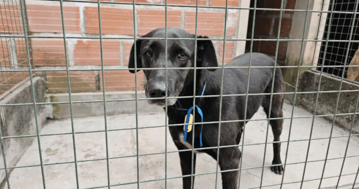 Lograron rescatar a 33 perros extraviados durante la fiesta del Milagro