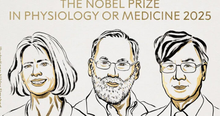 Premio Nobel de Medicina 2025: reconocen a Brunkow, Ramsdell y Sakaguchi por sus hallazgos sobre la tolerancia inmune