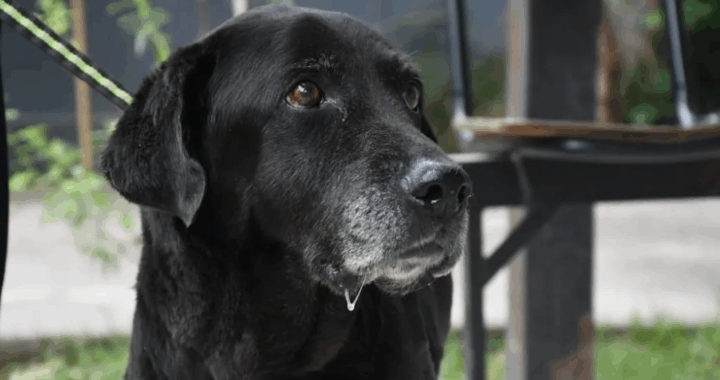 Piden ayuda para encontrar a los dueños de la perra rescatada en un canal de la ciudad