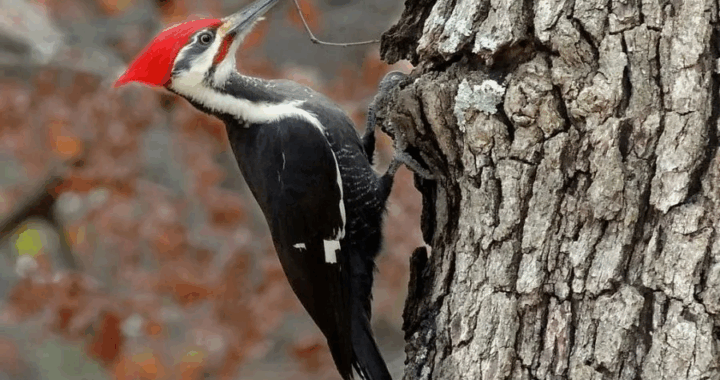 Conciencia ecológica: explican la importancia de las aves en la ciudad