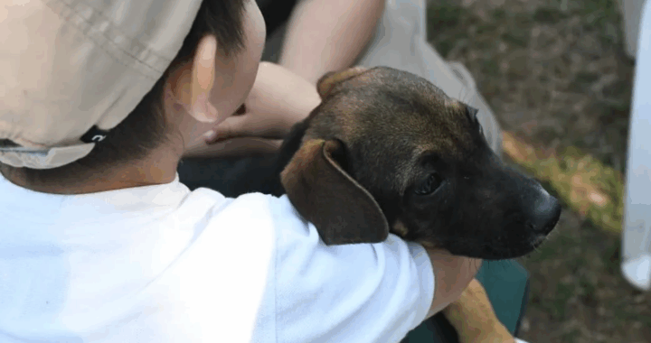 Niños del colegio Dante Alighieri visitaron el Centro de Adopciones Municipal y compartieron una jornada con los cachorros