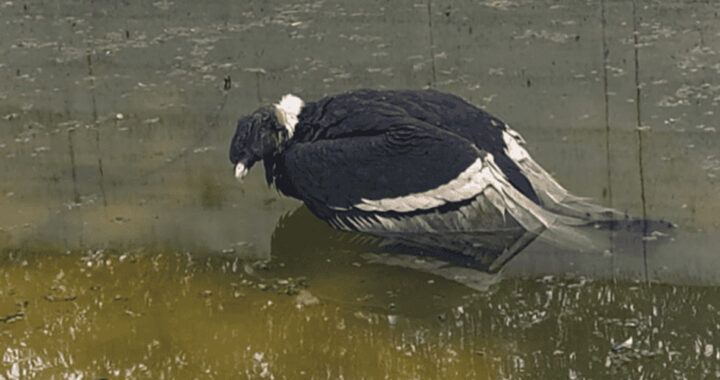 Cóndor andino rescatado en Salta tras aparecer en una pileta de potabilizadora