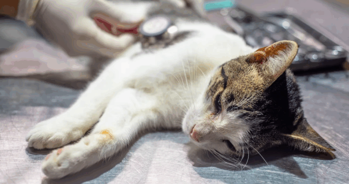 Operativo de castración gratuito llega a Primera Junta, Solidaridad y Justicia