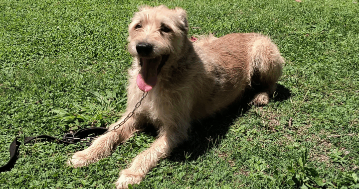 Vacunación antirrábica gratuita en los barrios Los Molles, San Benito y Boulogne Sur Mer