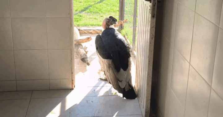 Le realizaron estudios médicos al cóndor andino encontrado en San Lorenzo