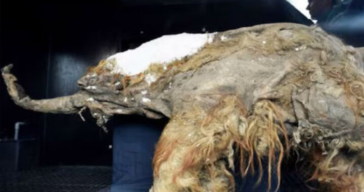 Hallazgo científico: el ARN de un mamut reaviva el debate sobre la desextinción
