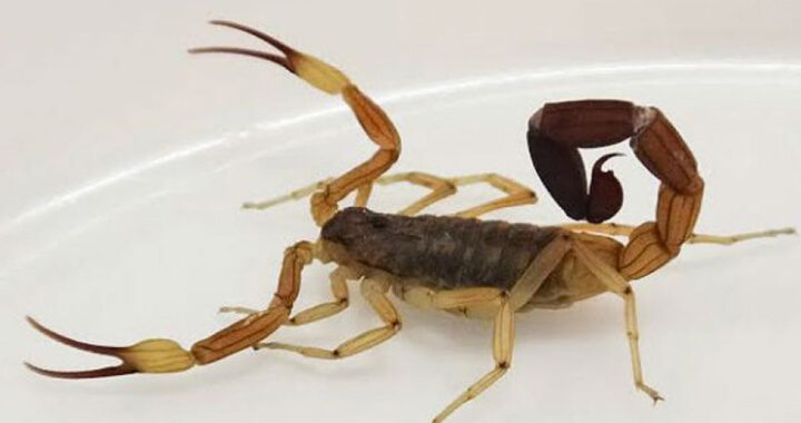 Aumentan las picaduras de alacranes en Salta: recomiendan extremar las medidas de prevención