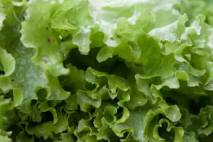 Cómo mantener frescas las hojas verdes en días de calor