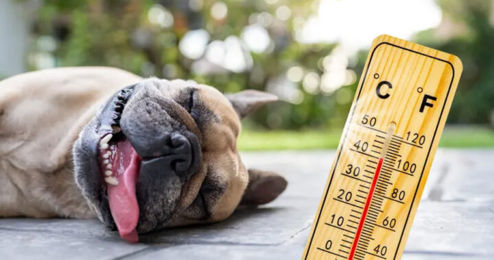 El calor no perdona: cuando tu mascota entra en zona de riesgo