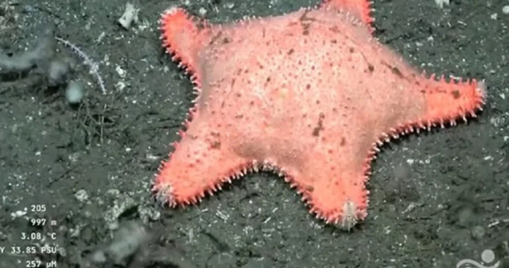 Hallaron otra “estrella de mar culona” en una nueva expedición del CONICET en el fondo del mar