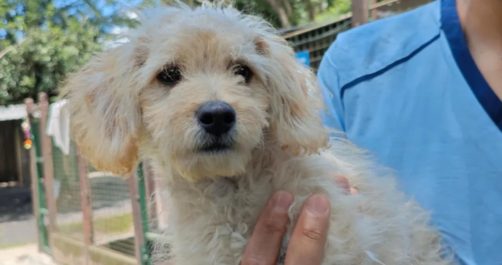 Abandonaron a un cachorro en el Centro de Adopciones y el hecho quedó registrado por las cámaras