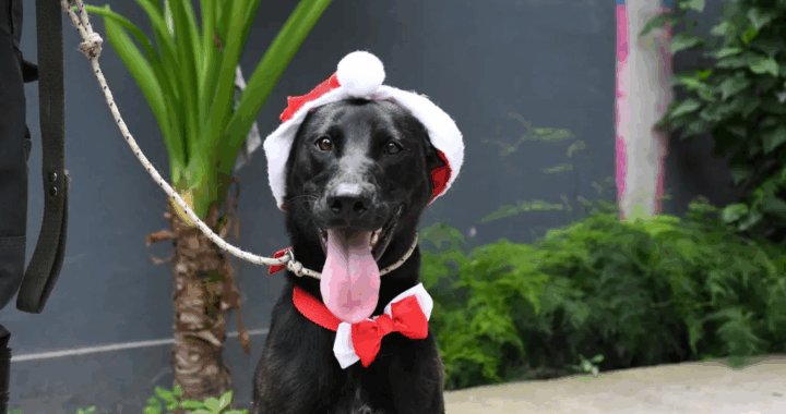 Este domingo se realizará una jornada de adopción responsable “Café y Adopciones” en plaza Alvarado