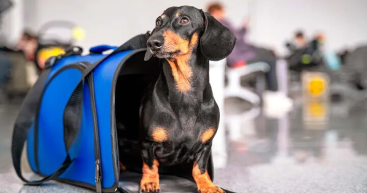 De la cucha al micro: habilitan viajar con mascotas en micros y trenes