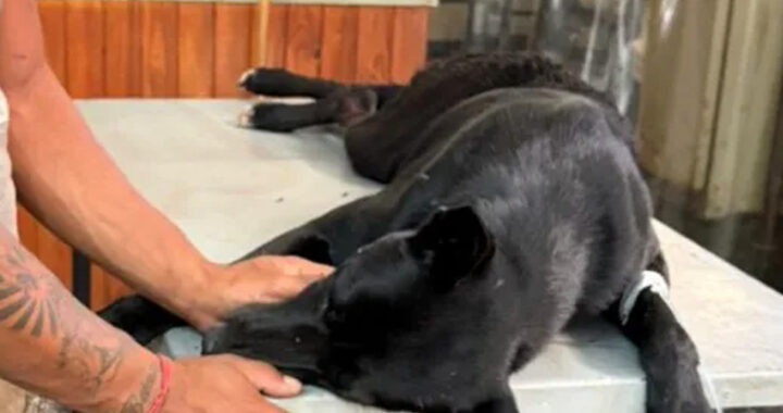 Un perro fue apuñalado en Orán cuando intentó defender a una mujer que era agredida