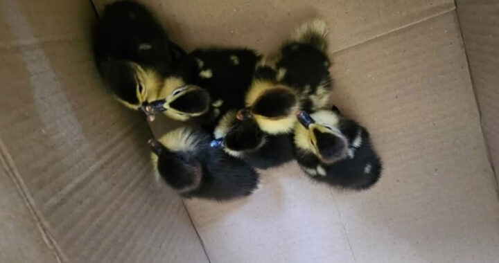 Hallan y protegen a una pata con seis crías en una vivienda de Salta