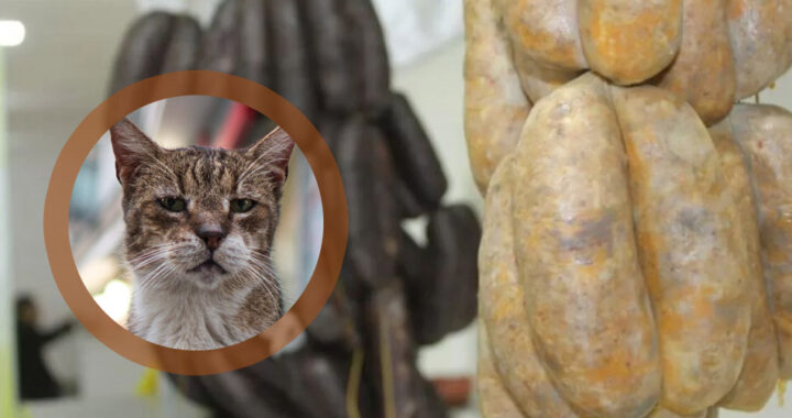 Denuncian venta de embutidos con carne de gato en un barrio de Salta