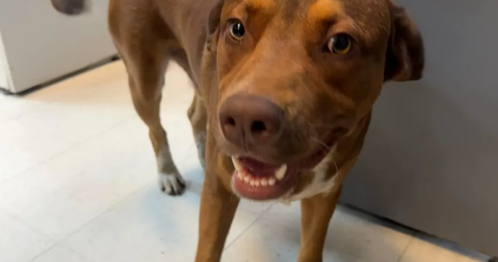 Buscan al dueño de un perro joven hallado en el Centro Cívico Municipal