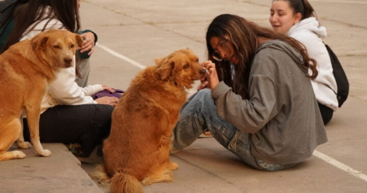 Vuelven a manifestarse por los perritos de la UNSa y reclaman su cuidado
