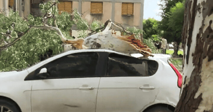 Impactante caída de una rama de eucalipto dañó dos autos y derribó postes de alumbrado en Barrio Bancario