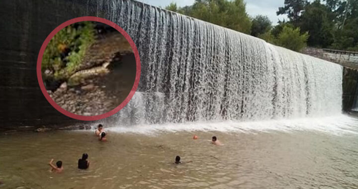 Alerta en la zona oeste: vecinos registraron la presencia de yacarés en Tres Palmeras