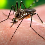 Alerta sanitaria en Salvador Mazza: 30 casos de chikungunya