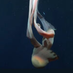 Científicos argentinos hallaron una medusa fantasma gigante en el Mar Argentino