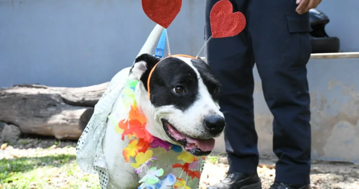 Match peludo en San Valentín: lanzan jornada especial de adopción