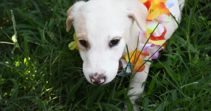 Vacunación antirrábica gratuita: el operativo recorrerá Villa Lavalle, Palmeritas y San Benito