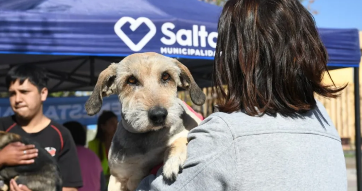 Pinchazo gratis y sin turno: continúa la campaña de vacunación antirrábica gratuita en distintos barrios de Salta