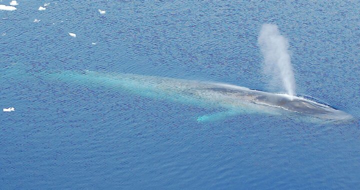 Sorpresa en el mar: apareció una ballena azul en las costas de Chubut