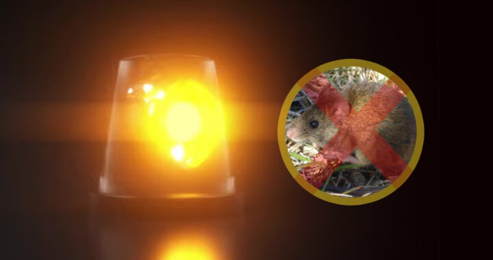 Alerta por Hantavirus en el norte de Salta: ya se registraron dos muertes en 2026