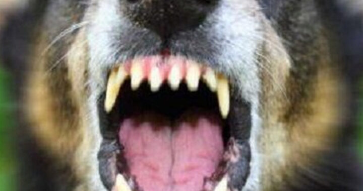 Ordenan nuevamente la detención de un perro en barrio Santa Lucía tras ataques a vecinos